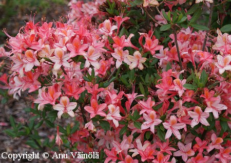 Rhododendron 'Tarleena', puistoatsalea